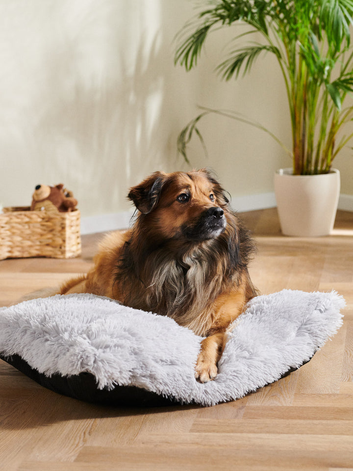 Pat pentru animale de companie SINSAY, gri